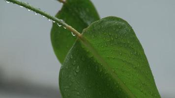 nasse grüne Blätter mit Wassertropfen und im Regen flatterndem Tau. video