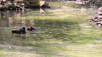 anatra mandarina che fa il bagno nel lago verde video