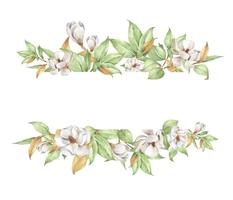 White flowers and branches. Watercolor illustration. vector
