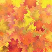 hojas de otoño rojas, naranjas, marrones y amarillas. vector