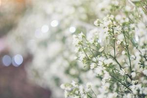 White flower background photo