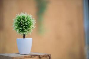 Plants in pots on the wood table photo