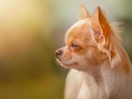 cachorro chihuahua de pelo largo blanco. perro en la naturaleza. foto