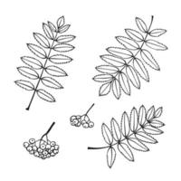 Set of hand drawn rowan leaf outline. Line art style isolated on white background. vector