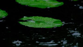 la lluvia caía sobre las hojas verdes naturales de los nenúfares del estanque. en la temporada de lluvias, el clima es húmedo, fresco y las gotas de agua y el rocío sobre la superficie de las plantas tropicales. video