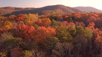 beau paysage de forêt d'automne video