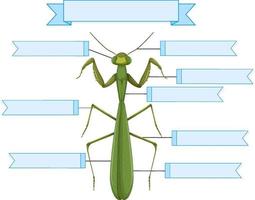 External Anatomy of a mantis worksheet vector