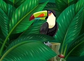 Toucan hidden in the tropical leaves background vector