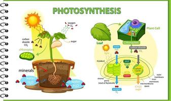 Diagram showing process of photosynthesis in plant vector