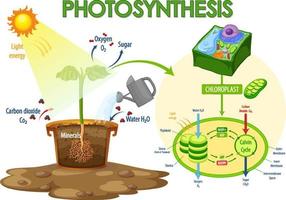 Diagram showing process of photosynthesis in plant vector