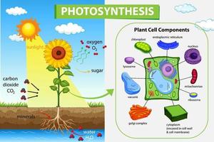 Diagram showing process of photosynthesis in plant vector