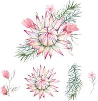 protea with watercolor 3 vector