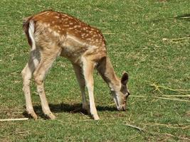 Deer eating in the forest photo