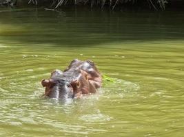 The hippopotamus in the water photo