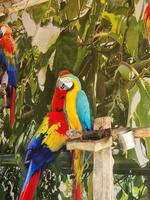 Blue and yellow macaw standing on a branch photo