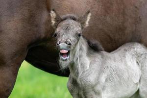 One day old Icelandic horse foal with mouth open
