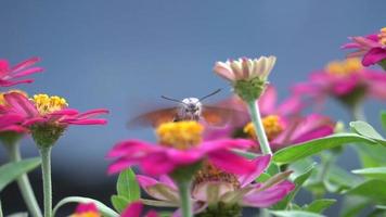 a borboleta está comendo a flor video