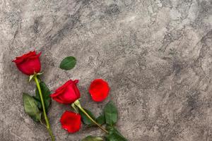 Isolated red roses on a gray background photo