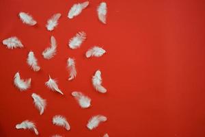 Pattern with white feathers lying on the half red background. Copy space- Image photo