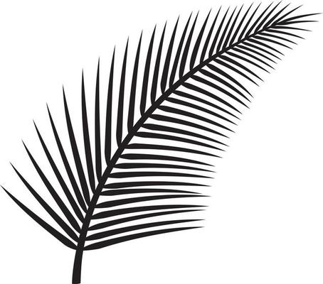 Leaf of Palm Tree