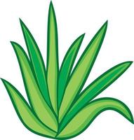 Aloe Vera Plant vector