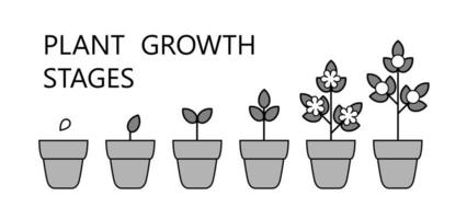 infografías de las etapas de crecimiento del árbol. iconos de arte de línea. plantilla de instrucciones de plantación. Ilustración de estilo lineal aislado en blanco. proceso de siembra de frutos. vector