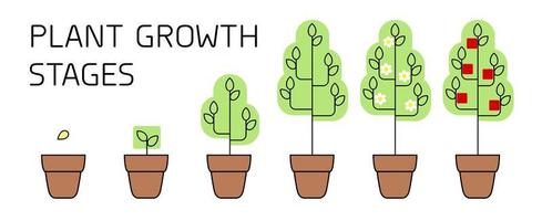 Tree growth stages infographics. Line art icons. Planting instruction template. Linear style illustration isolated on white. Planting fruits process. vector