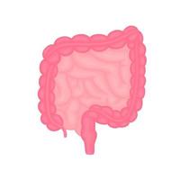 Vector intestines medical illustration in flat style, structure of the human colon, internal organ, digestive tract.