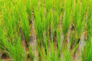 Close up picture of golden and green rice paddy field photo