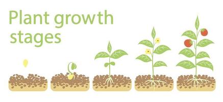 infografías de las etapas de crecimiento de las plantas. iconos de arte de línea. plantilla de instrucciones de plantación. Ilustración de estilo lineal aislado en blanco. proceso de siembra de frutos. vector