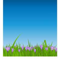 Crocuses nature background. Vector illustration.