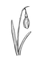 Doodle snowdrop with stem and leaves vector