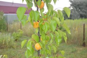 Young apricot grows in the garden in the village photo