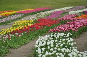 Texture of a field of multi-colored bloomed tulips photo