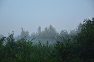 Panorama of fog in the forest above the trees photo