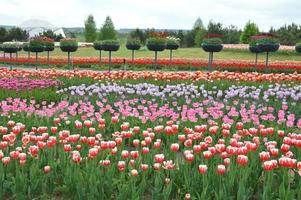 Texture of a field of multi-colored bloomed tulips photo