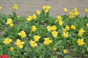 Textura de un campo de tulipanes florecidos multicolores