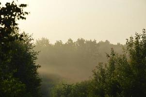 Panorama of fog in the forest above the trees photo