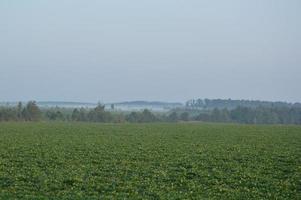 Panorama of fog in the forest above the trees photo