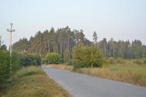 Truck tracks in forest rural road off road photo