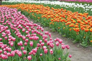 Texture of a field of multi-colored bloomed tulips photo