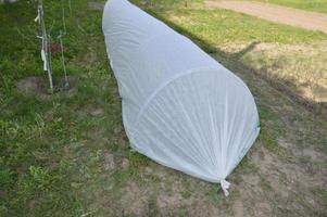 Greenhouse for planting vegetables in the country photo