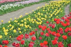 Texture of a field of multi-colored bloomed tulips photo