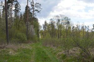 Forest spring landscape of pine trees photo