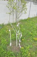 Spring whitewashing of young trees in the garden photo