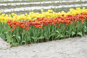 Textura de un campo de tulipanes florecidos multicolores