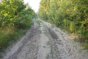 Truck tracks in forest rural road off road photo