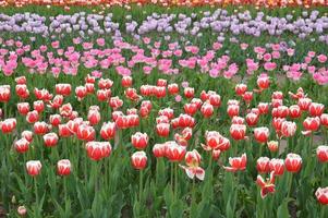 Texture of a field of multi-colored bloomed tulips photo