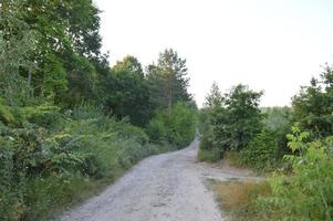 Truck tracks in forest rural road off road photo