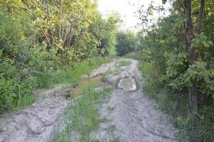 Truck tracks in forest rural road off road photo